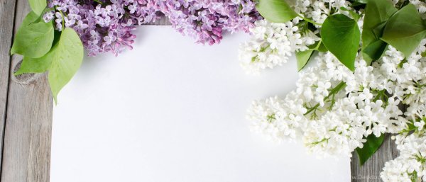 Баннер сирень