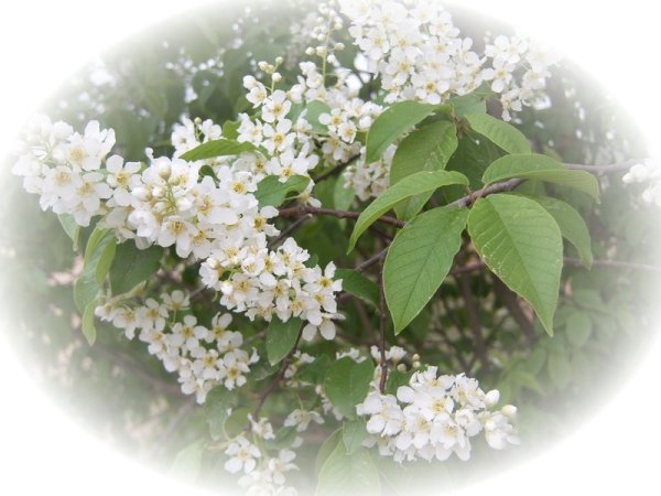 Цветущая черёмуха в овале