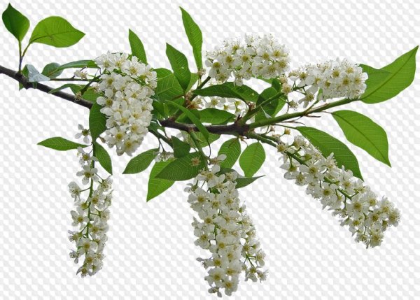 Свисающая ветка черемухи