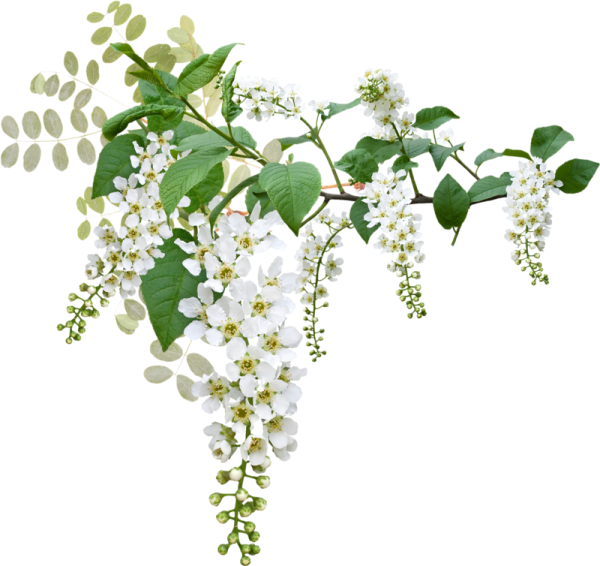 Ветка акации на прозрачном фоне