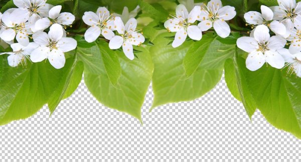 Яблоня в цвету на прозрачном фоне