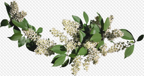 Ветка черемухи на прозрачном фоне