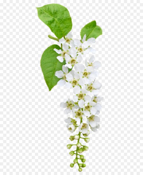 Ветка черемухи