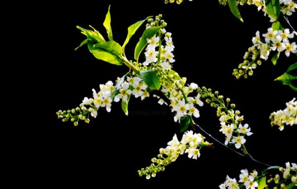 Ветка черемухи на проз фоне