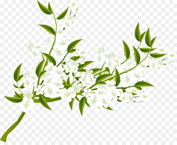 Веточка на прозрачном фоне