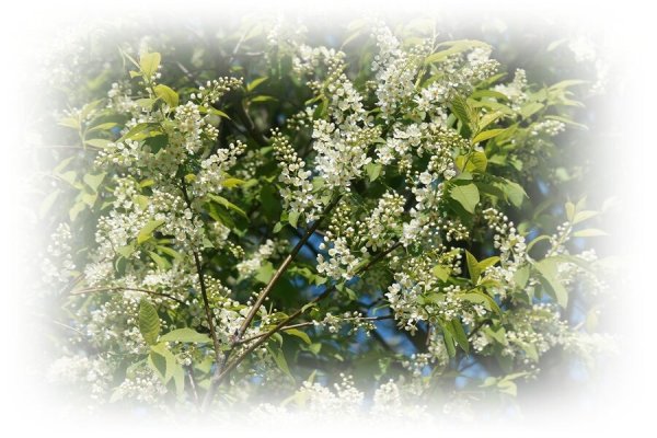 Верба черемуха