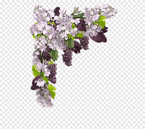 Свисающая ветка черемухи