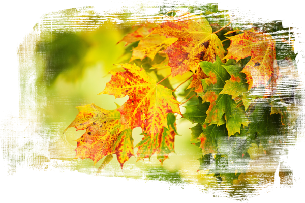 Осень на прозрачном фоне