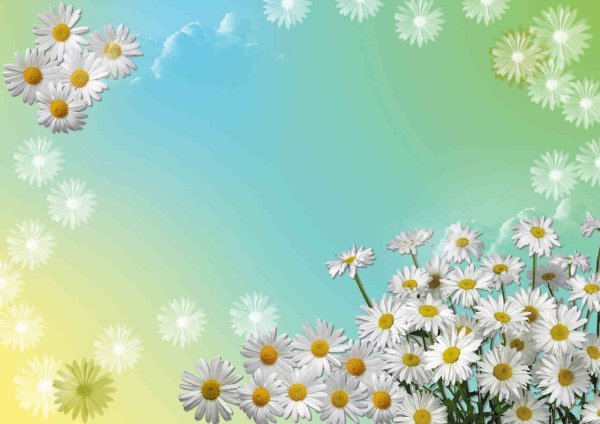 Красивый фон с ромашками
