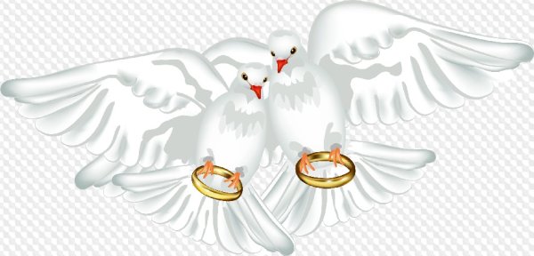 Свадебные голуби на прозрачном фоне