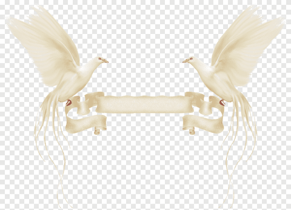 Свадебные голуби на прозрачном фоне
