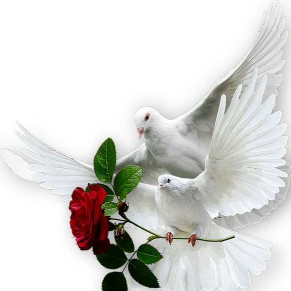 Свадебные голуби