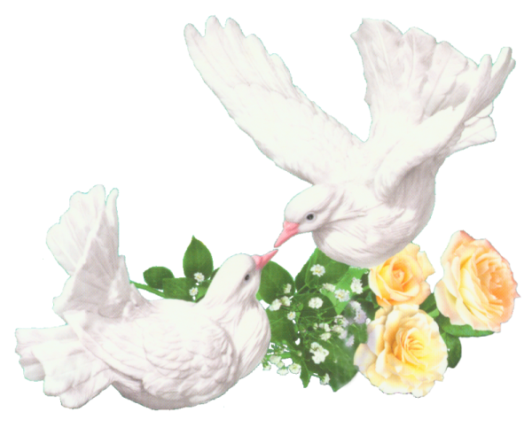 Свадебные голуби с кольцами