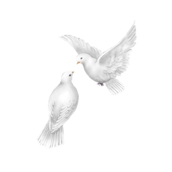 Свадебные голуби на прозрачном фоне
