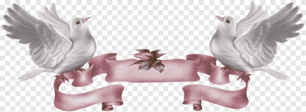 Голуби свадьба на прозрачном фоне
