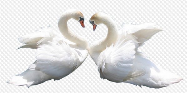 Свадебные лебеди на прозрачном фоне