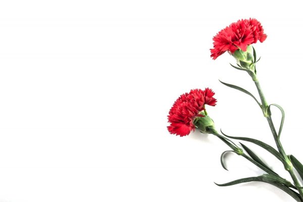 Гвоздики 9 мая