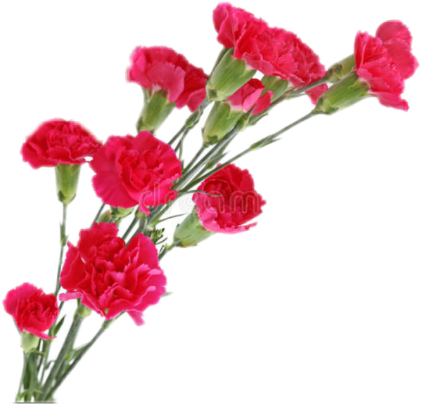 Гвоздики без фона