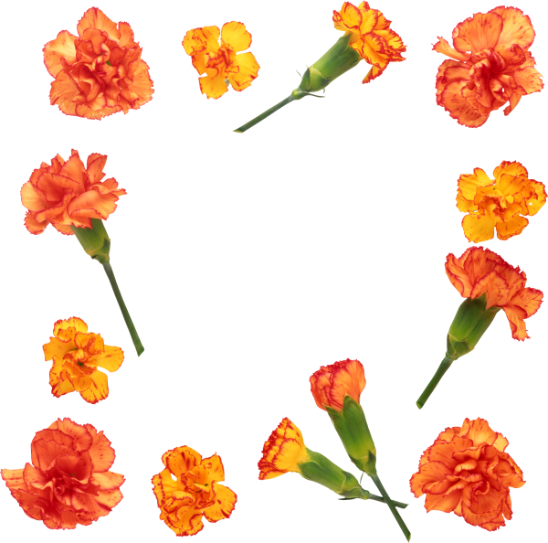 Гвоздики рамка