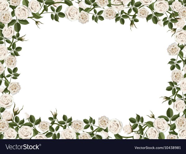 Рамка белые розы