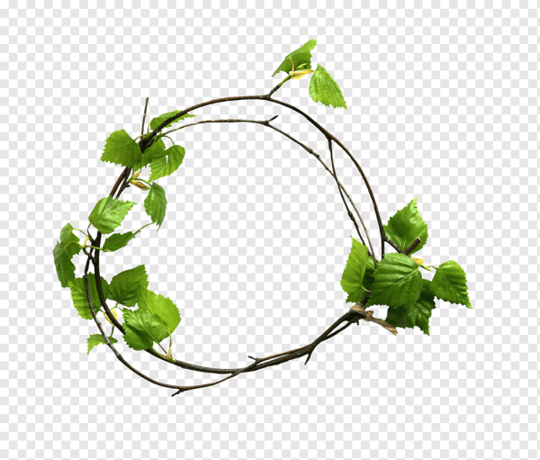 Березовая ветка вектор