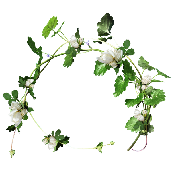 Цветы вьющиеся на белом фоне