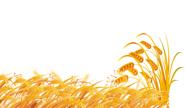 Рамка с колосьями пшеницы