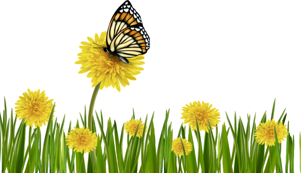 Желтый одуванчик на белом фоне