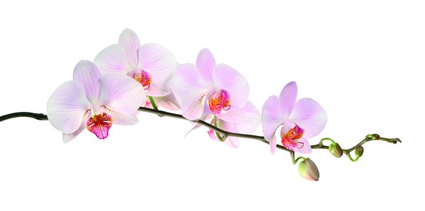 Нежная Орхидея без фона