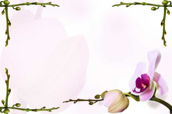 Рамка с орхидеями для текста