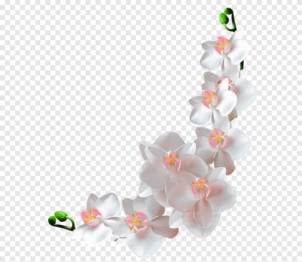 Орхидеи на прозрачном фоне для фотошопа