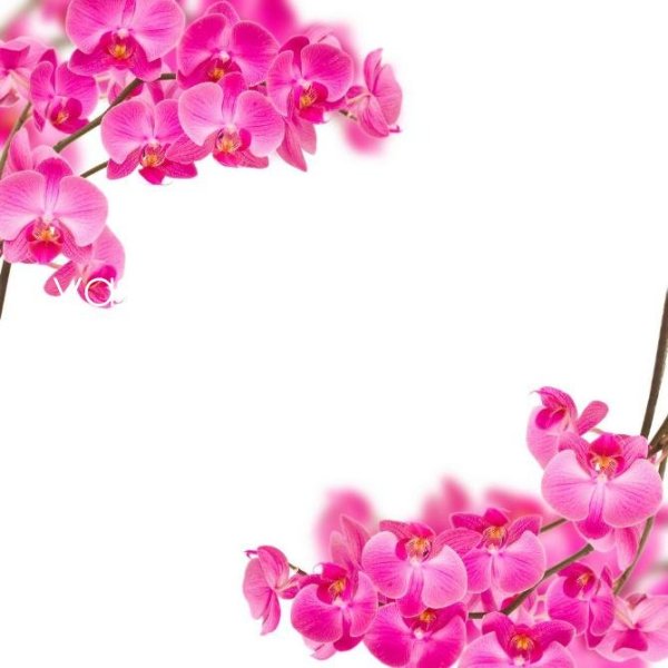 Стильная рамка орхидеи