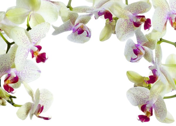 Рамка с орхидеями