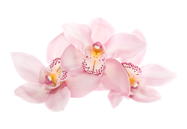 Рамка Цветочная из орхидей