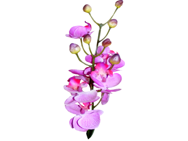 Дендробиум сиреневый на прозрачном фоне