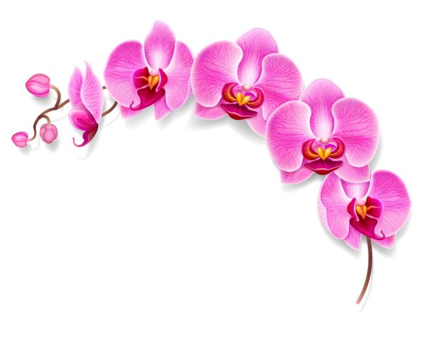Цветок Орхидея в круге на прозрачном фоне
