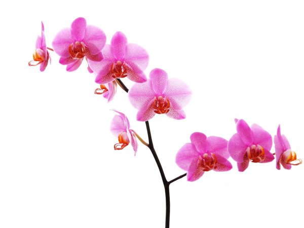 Ветка орхидеи