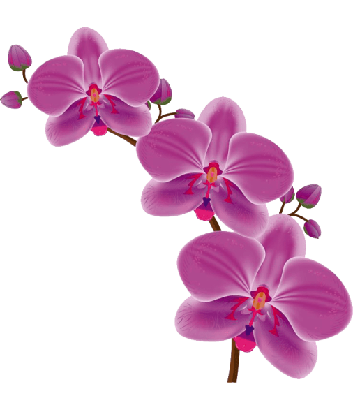Ветка орхидеи