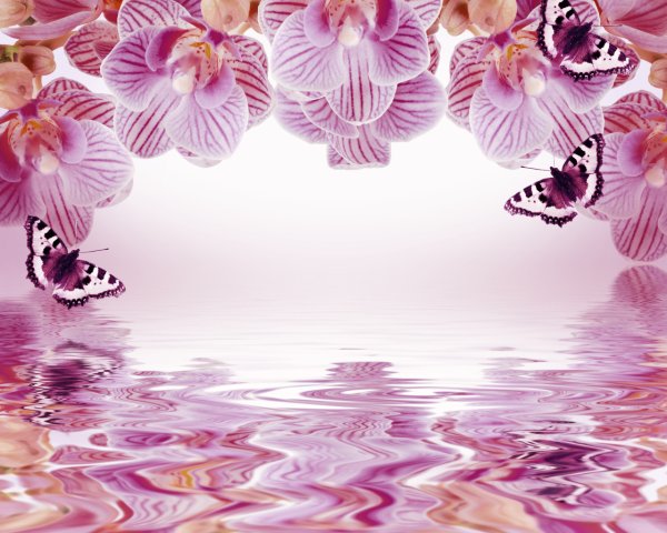 Фоторамка с орхидеями