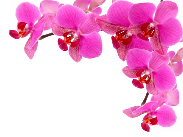 Рамка с орхидеями для фотошопа на прозрачном фоне