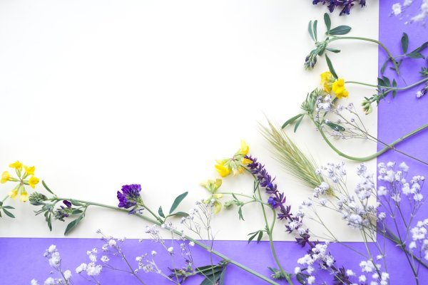 Рамка с полевыми цветами