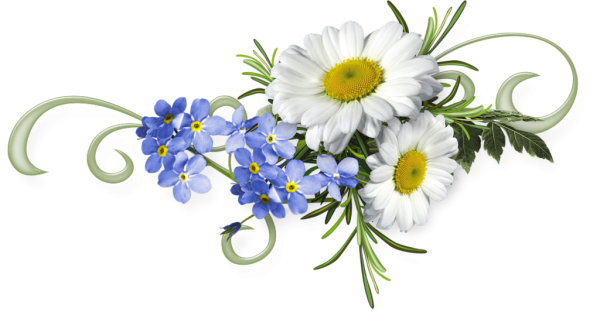 Полевые цветы на прозрачном фоне