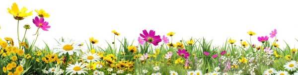 Желтые цветы Поляна на прозрачном фоне