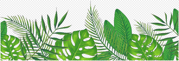 Тропическая зелень на белом фоне