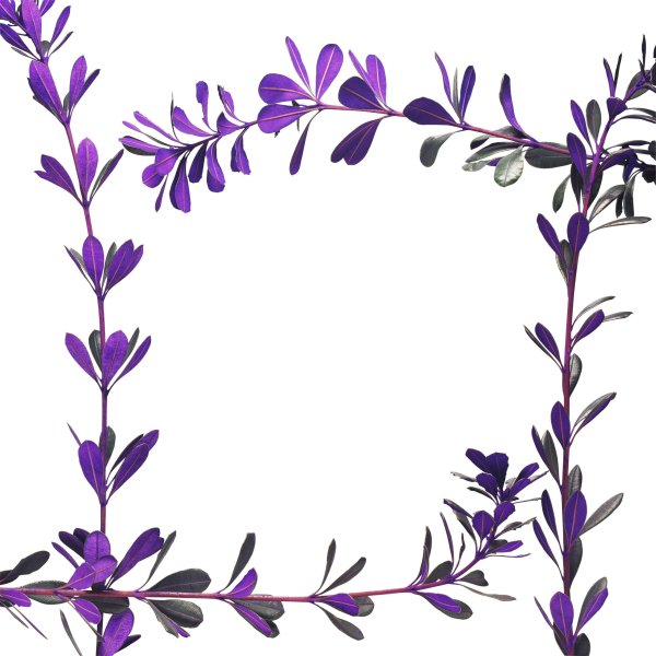 Лаванда рамка