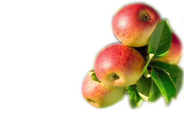 Ветка с яблоками на белом фоне