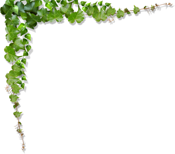 Рамка лианы