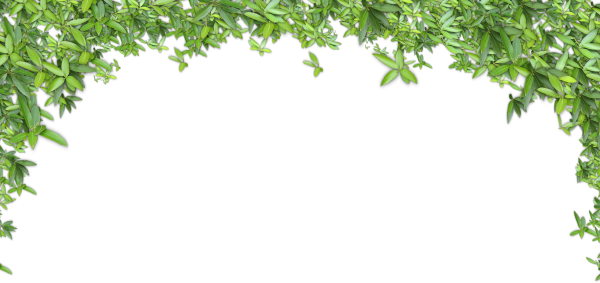 Ветка зелени на прозрачном фоне