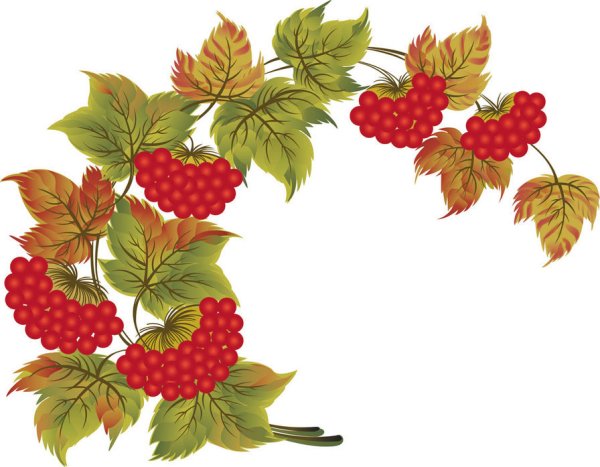 Ветка калины рисунок