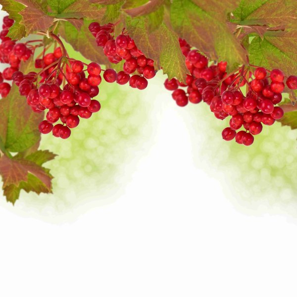 Рамка красные ягоды